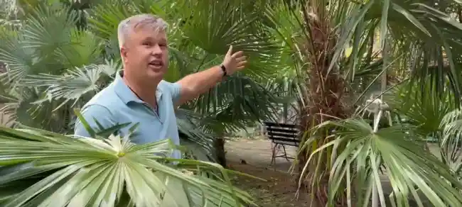 пальмовые листья