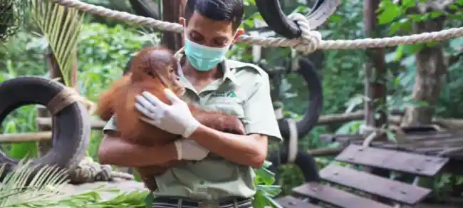 день животных